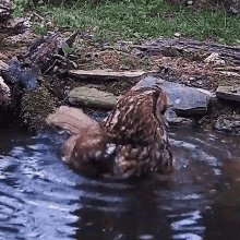 taking a bath robert e fuller cleaning my feathers take a dip bathing