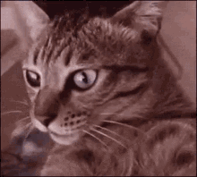 Cat Drugs GIF - Cat Drugs Tripping GIFs