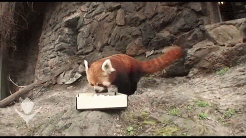 Red Panda Eating Sushi Gif Redpanda Cute Discover Share Gifs