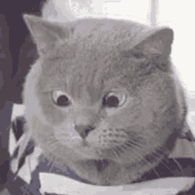 Ichi Cat GIF - Ichi Cat Question GIFs