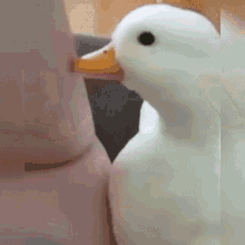Baby Duck Petting A Duck GIF - Baby Duck Petting A Duck GIFs