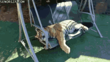 pereza vagancia tigre animal flojera