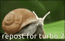 Snail Slug GIF - Snail Slug Turbo GIFs