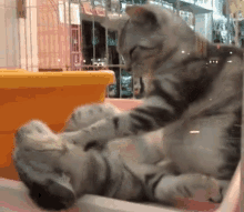 Massage GIF - Adorable Cats Cats Massage GIFs