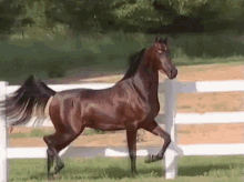 Horse Running GIF - Horse Running Majestic GIFs