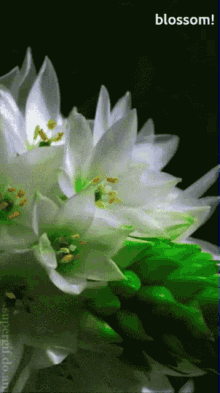 white blossom