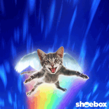 cat magic cat fly rainbow smile