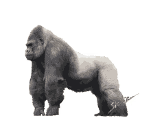 gorilla kk01