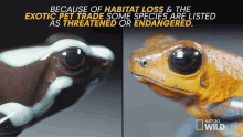 Some Species Are Listed As Threatened Or Endangered That Frog Is Poison GIF - Some Species Are Listed As Threatened Or Endangered That Frog Is Poison Untamed GIFs