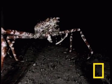 Come With Me Gif Spider Crab Spidercrab Discover Share Gifs