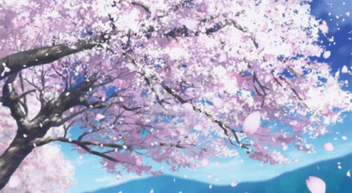 Bloom sakura