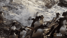 Get Out Of The Water World Penguin Day GIF - Get Out Of The Water World Penguin Day Penguinpalooza GIFs