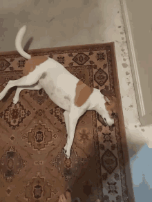 phoenix doggie wag tail phoenix doggie wag tail