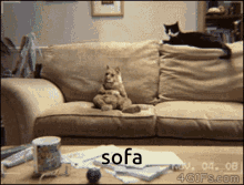 sofa cat dance