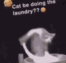 Cat Doing Laundry Funny GIF - Cat Doing Laundry Funny Explosions GIFs