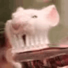 mice toothbrush