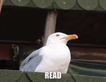 Read Seagull GIF - Read Seagull Honk GIFs