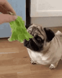 pug vegan vegetable eat dog