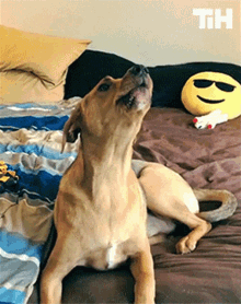 Barking This Is Happening GIF - Barking This Is Happening Best Of The Week GIFs