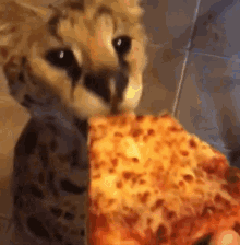 Cat Pizza GIF - Cat Pizza Eating GIFs