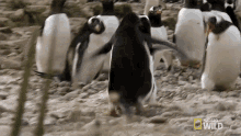 Chasing You World Penguin Day GIF - Chasing You World Penguin Day Penguinpalooza GIFs