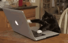 animal typing gif