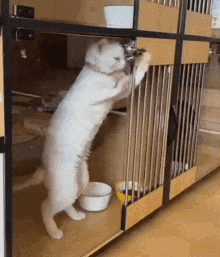 Cage Caged GIF - Cage Caged Locked In GIFs