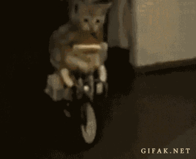 Cat Bike GIF - Cat Bike Funny Animals GIFs