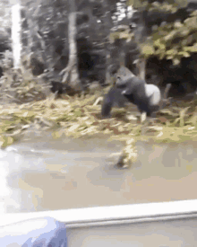 macaco macaco