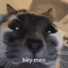 cat stare cat staring cat face hey men acala hey men cat stare cat staring cat face hey men acala hey men