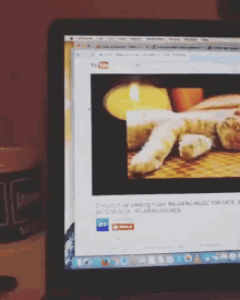 Funny Animals Cats GIF - Funny Animals Cats I Regret Nothing GIFs