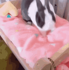 Cute Bunny Bed GIF - Cute Bunny Bed GIFs
