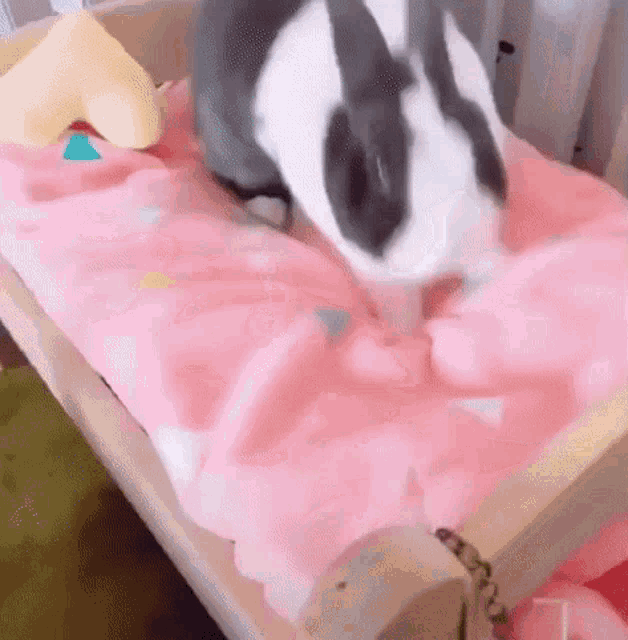 rabbit bed