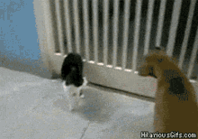 Cat Is The Best GIF - Cat Is The Best GIFs