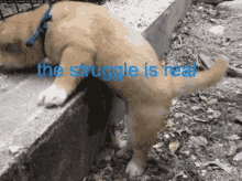 Struggle Real GIF - Struggle Real Puppy GIFs