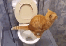 Cagata GIF - Cat Toilet Potty GIFs