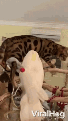 Get Out Of Here Cat GIF - Get Out Of Here Cat Parrot GIFs