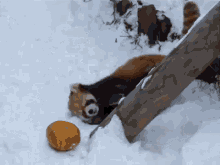 Red Panda'S Are So Flippin' Cute! GIF - Pumpkin Redpanda Palying GIFs