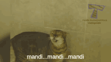 Kucing Males GIF - Mata Ngantuk Ngantuk Sleepy GIFs