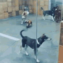 socializing dog socializing dog