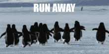 penguins run away nope