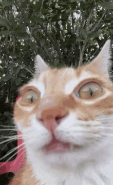 Stewlyblume Cat GIF - Stewlyblume Stewly Stew GIFs