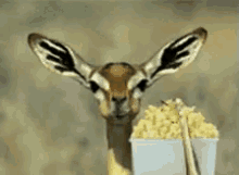Antelope Eating Popcorn Gif GIFs | Tenor