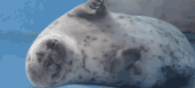 Seal Jiggle GIF - Seal Jiggle Clap GIFs