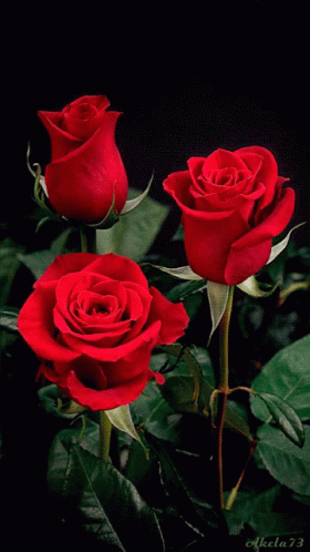 Rosas Rosas Vermelhas GIF - Rosas Rosas Vermelhas Flowers - Discover &  Share GIFs