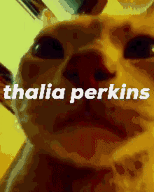 Thalia Perkins GIF - Thalia Perkins Thalia Perkins GIFs