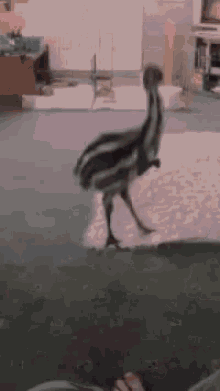 Animals Emu GIF - Animals Emu With GIFs