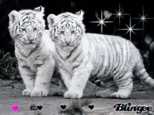 Tiger Tiger Cubs GIF - Tiger Tiger Cubs GIFs
