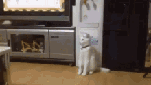 Cat Animal GIF - Cat Animal Confused GIFs