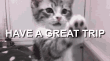 Have A Great Trip Bye Kitten GIF - Have A Great Trip Bye Kitten Good Bye GIFs